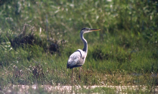  Image name: Airone cenerino9.jpg 
 width: 554 pixel 
 height: 332 pixel 
 Size: 56622 bytes 
 Click to enlarge 